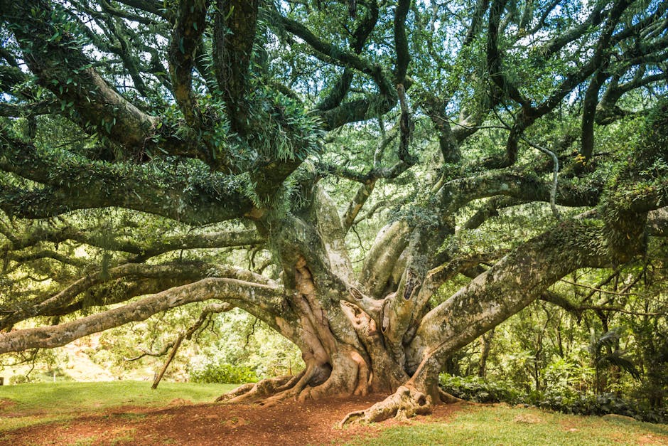 Sprawling ancient oak tree with twisted branches in a green forest