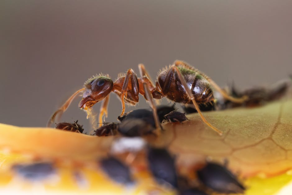 Close-up of ants tending aphids on a leaf surface, showing the symbiotic farming relationship
