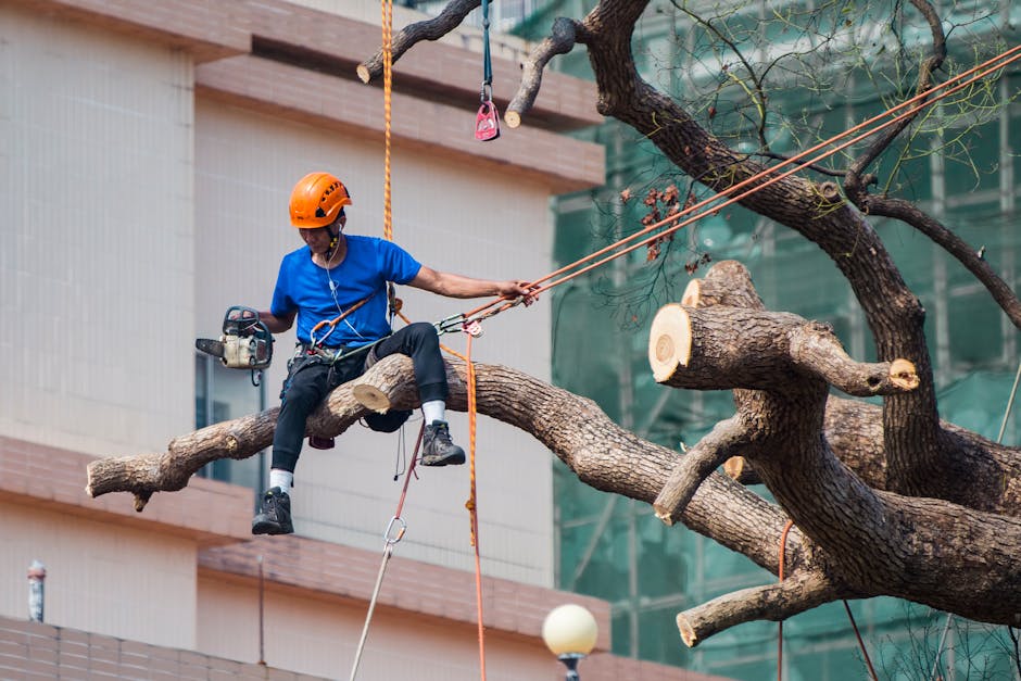 Arborist sitting on a large branch with chainsaw and rigging ropes during a tree removal
