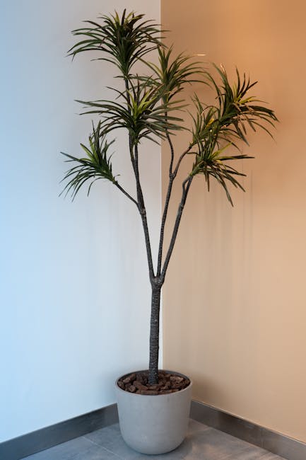 Dracaena marginata dragon tree in a modern pot with its characteristic thin spiky leaves cascading from multiple trunk stems