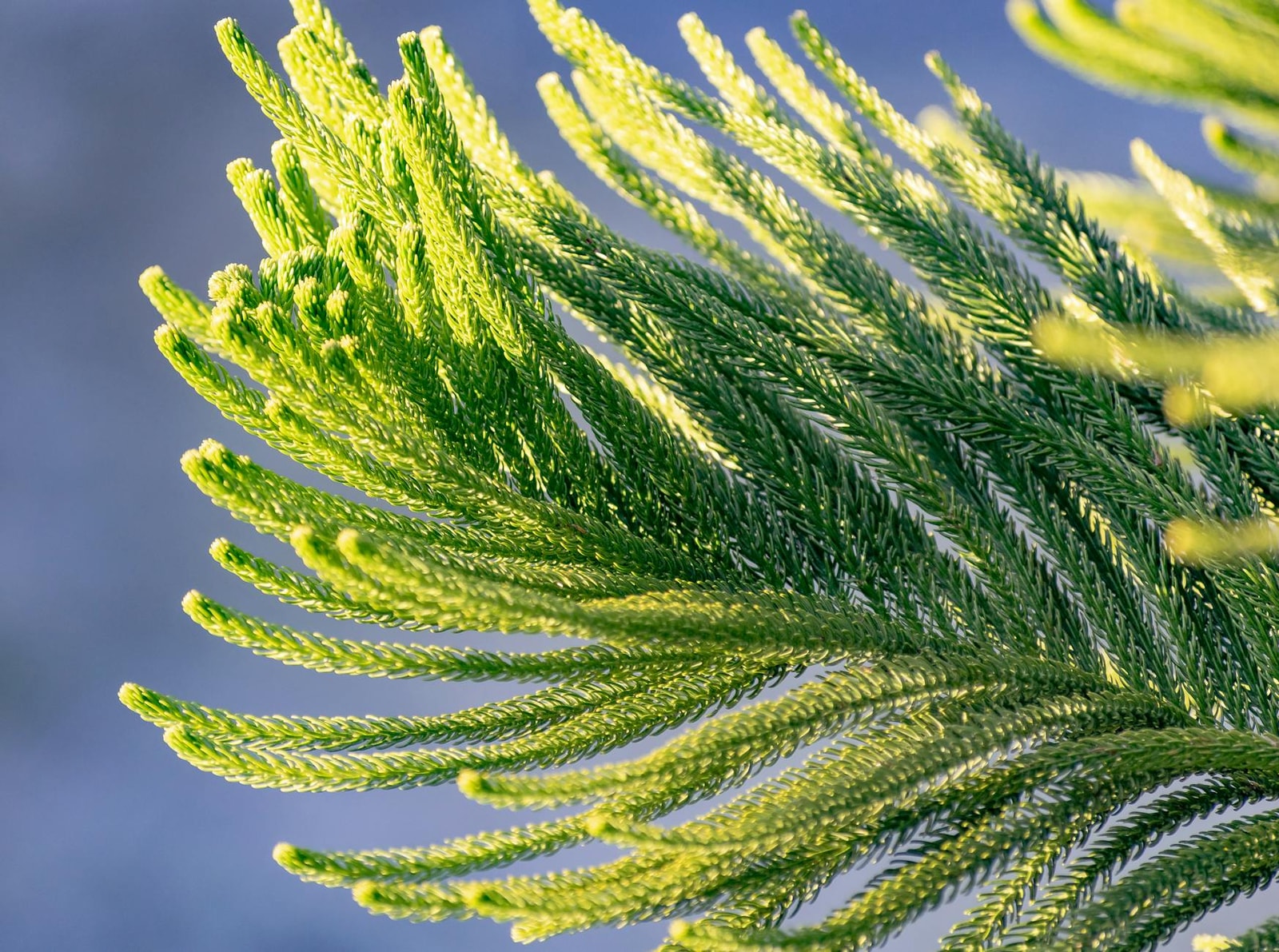 Close-up of Araucaria heterophylla branch showing the symmetrical needle arrangement characteristic of Norfolk Island Pine