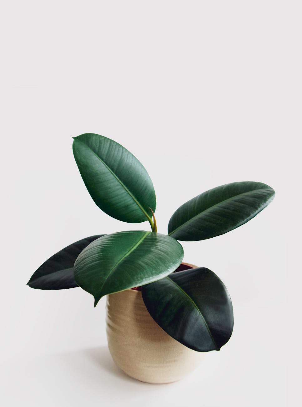 Rubber plant with thick glossy dark green leaves growing in a ceramic pot