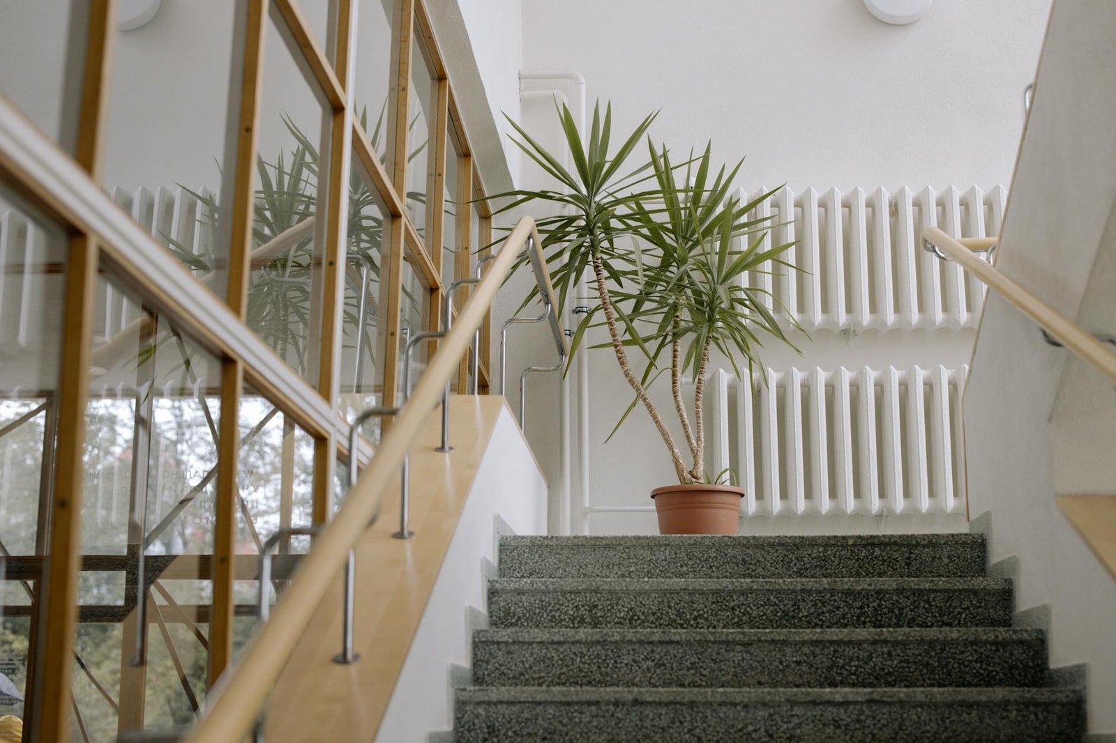 Yucca plant in a pot on a staircase landing with modern glass railing in an indoor setting