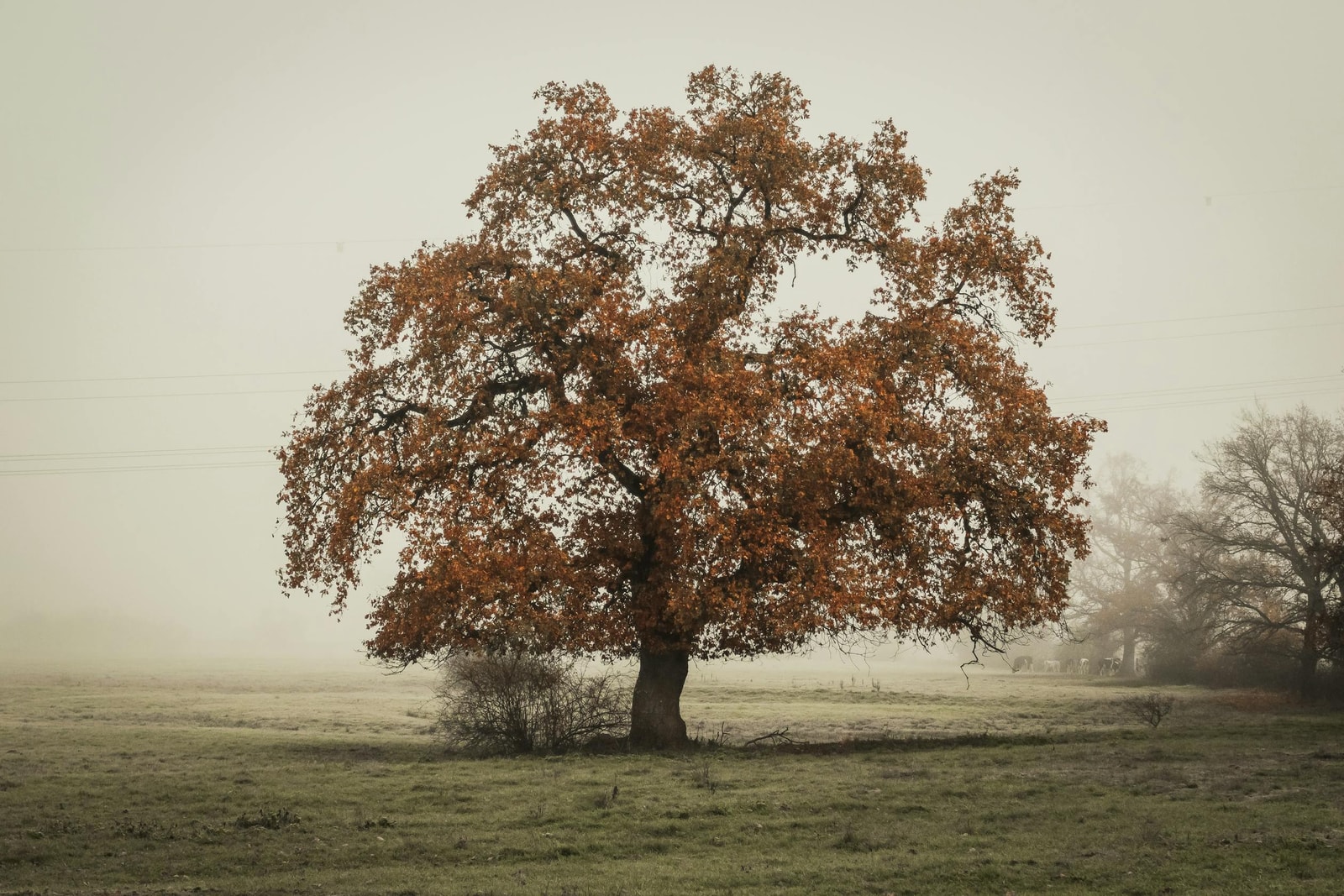 A solitary tree with autumn leaves stands amid a foggy countryside