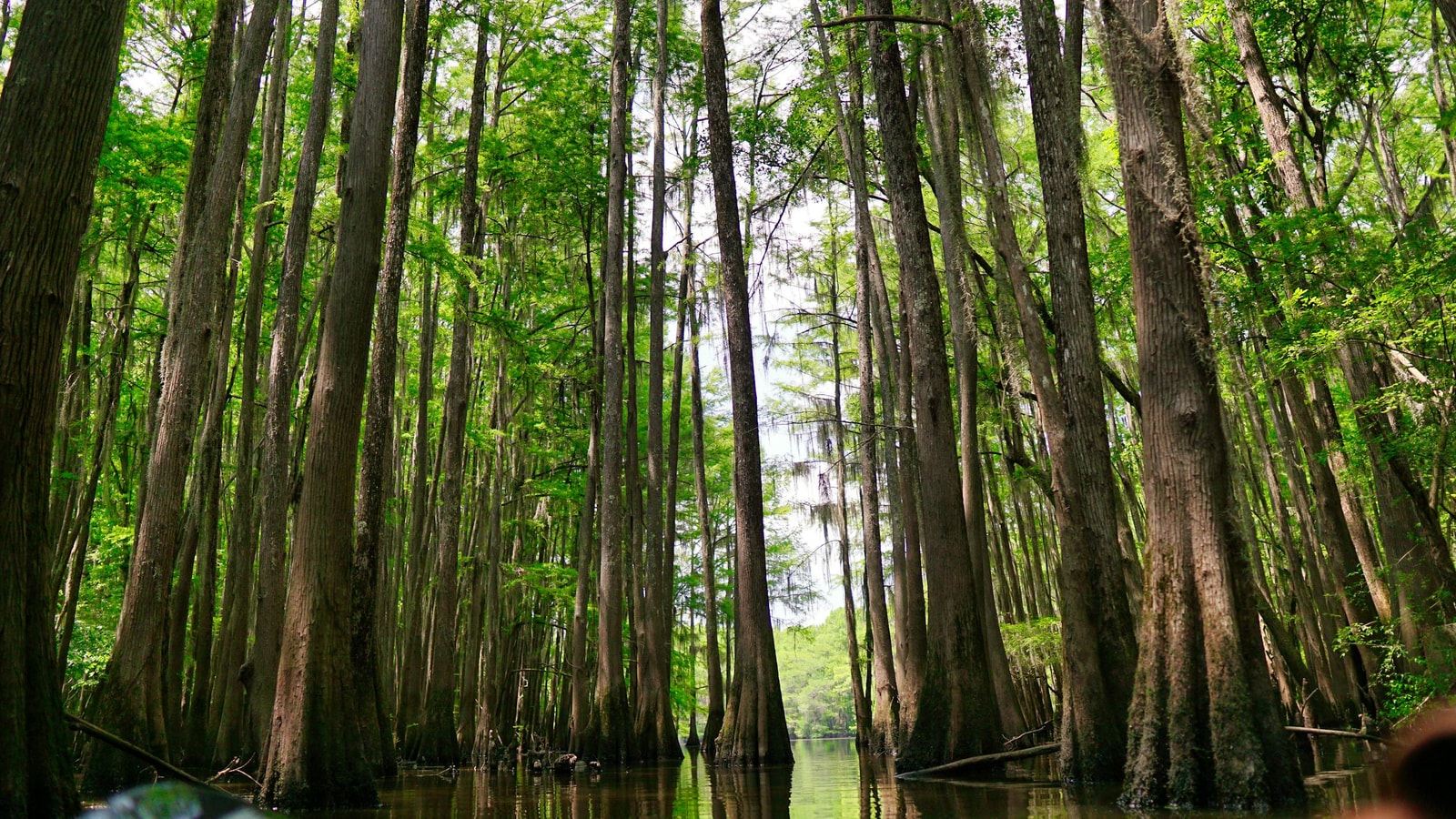 Tall cypress trees rising from a lush green swamp landscape