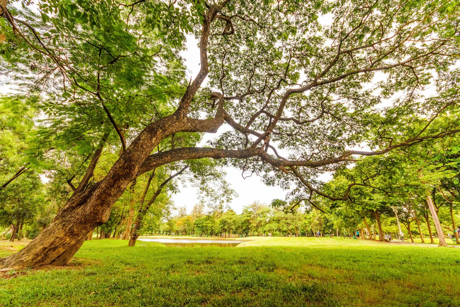 A large shade tree with a sprawling canopy over a green backyard lawn