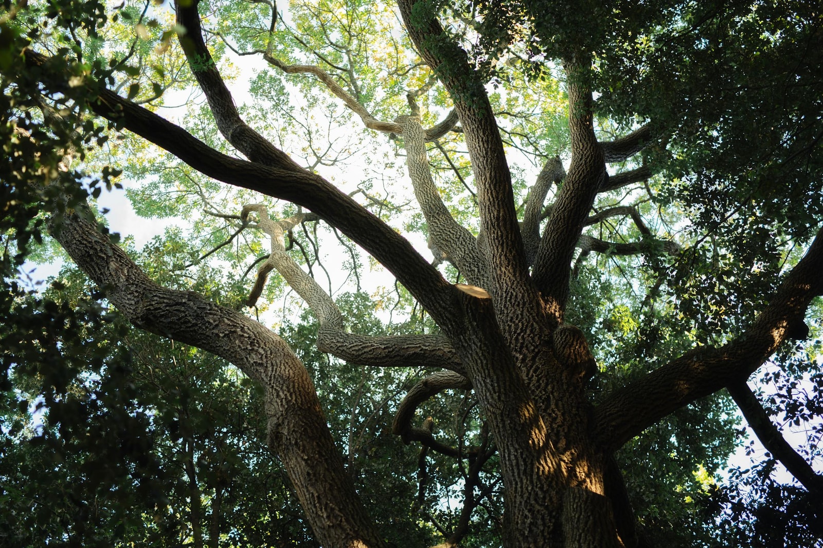 Looking up through an oak tree canopy with sunlight filtering through