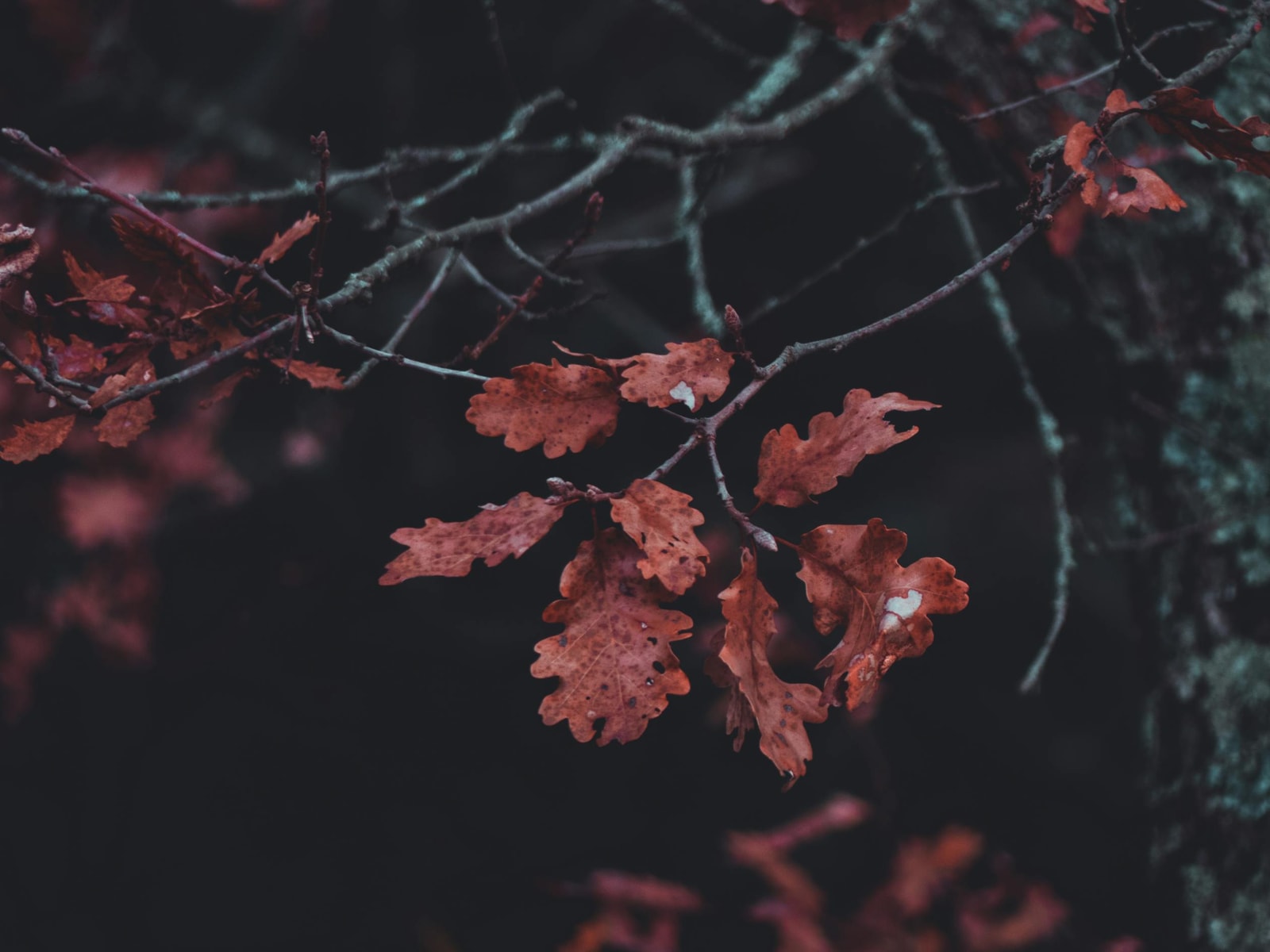 Close-up of red oak leaves on a branch showing fall color