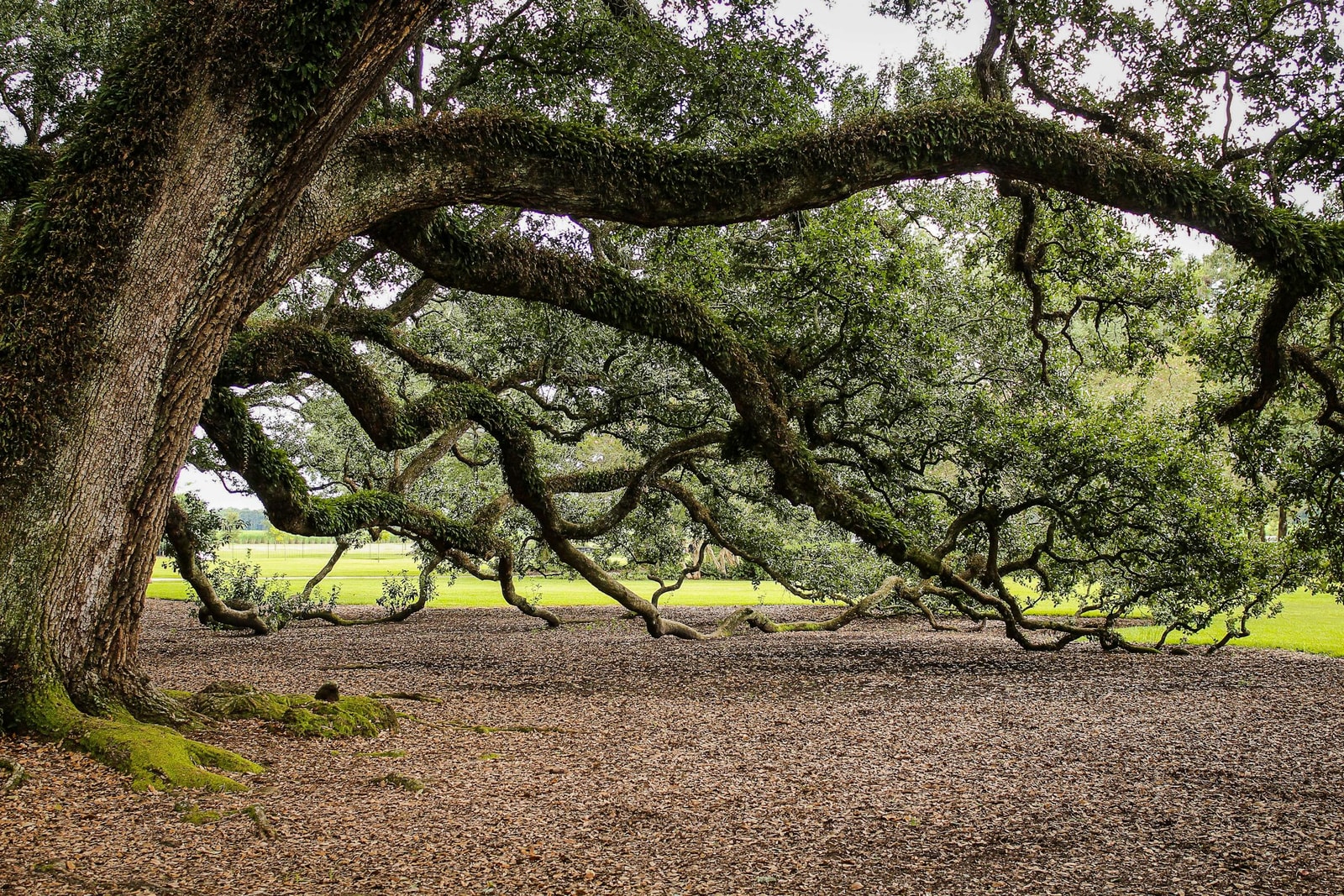 Expansive oak tree with sprawling branches and dense foliage