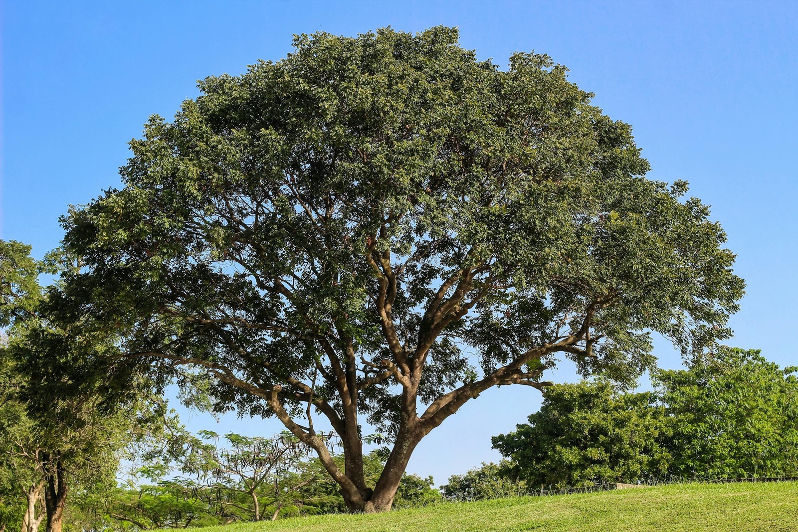 A large deciduous tree in a green park providing full shade