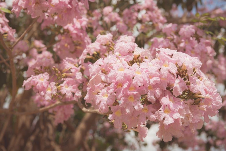 Desert willow tree with pink trumpet-shaped flowers