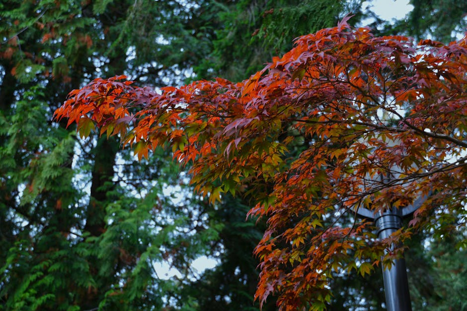Red maple tree with brilliant scarlet fall foliage