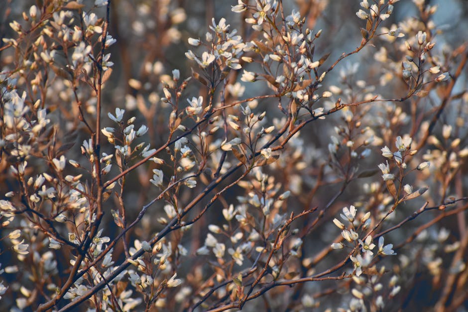Serviceberry tree with white spring blossoms