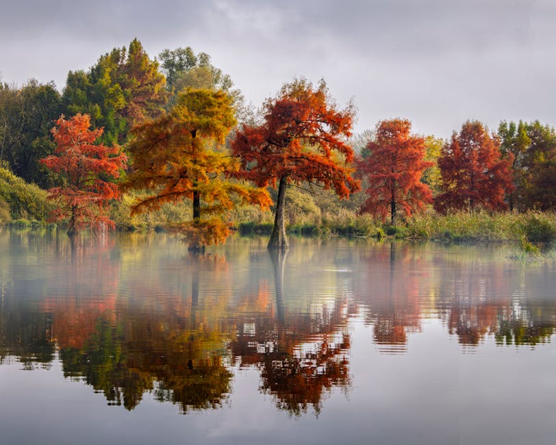Bald cypress trees displaying coppery red-bronze fall foliage along a misty lakeside landscape