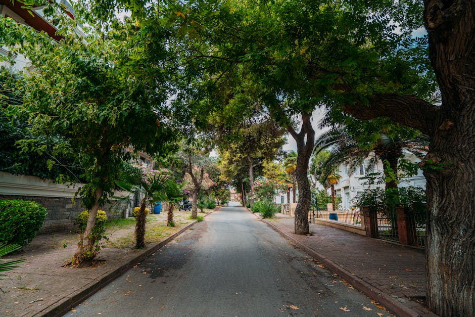 Mature trees planted in strips between sidewalk and street in a quiet residential neighborhood