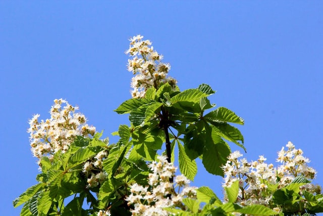 Whtas California Signature Tree California Native Trees: 13 Species That Belong in Your Yard | Best ...
