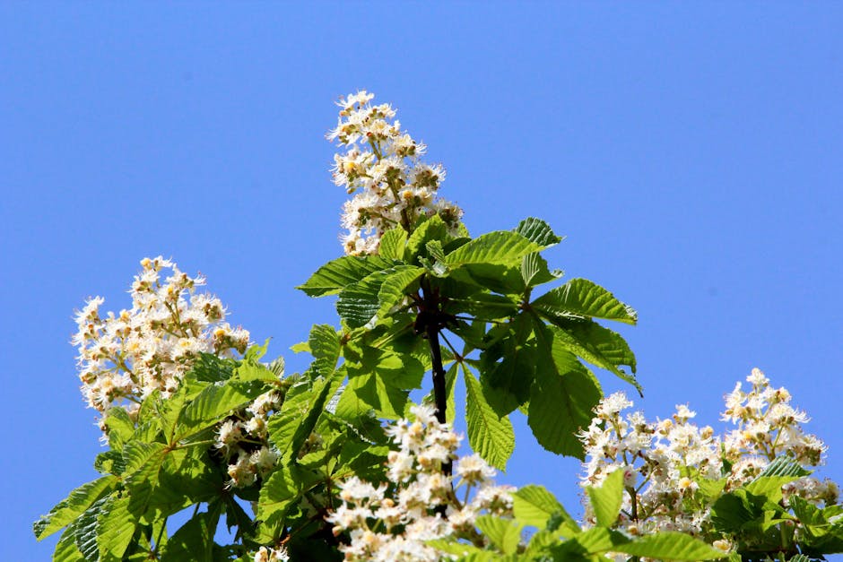 White flower candles blooming on a buckeye tree branch in spring