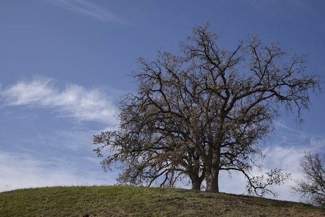 Whtas California Signature Tree California Native Trees: 13 Species That Belong in Your Yard | Best ...