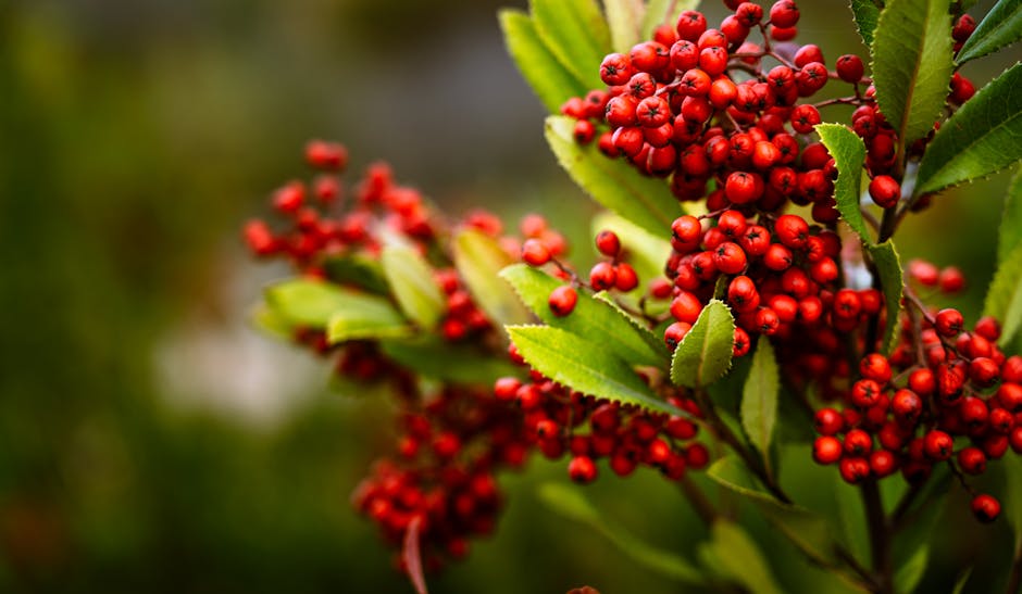 Close-up of bright red toyon berries against dark green foliage
