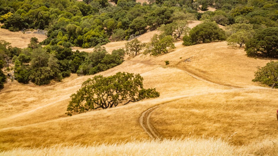 Valley oaks dotting golden California grassland hillside in summer