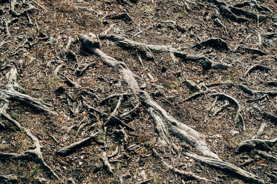 Dense network of shallow tree roots spreading across the surface of bare soil