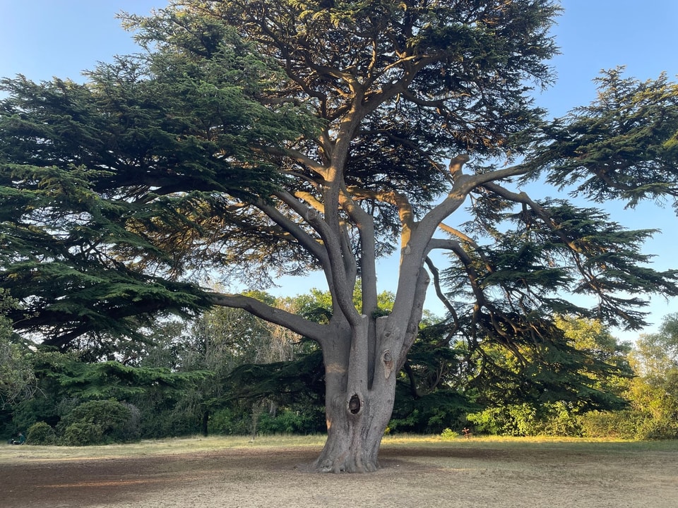 Cedar Tree Growing Guide: How to Plant and Care for True Cedars | Best ...