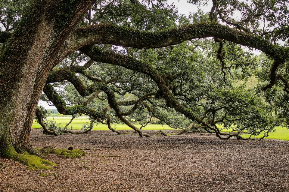 Coast Live Oak: The Complete Growing Guide | Best Trees to Plant