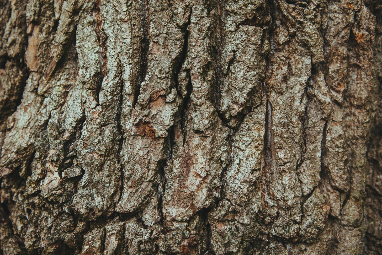 Close-up of oak bark texture showing the thick ridged bark