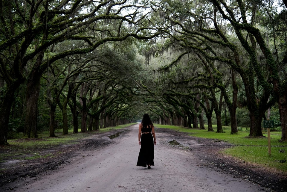 Coast Live Oak: The Complete Growing Guide | Best Trees to Plant