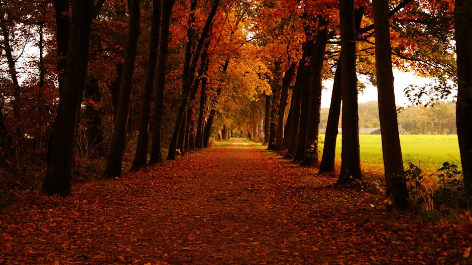 Row of maple trees lining a pathway with vibrant fall foliage