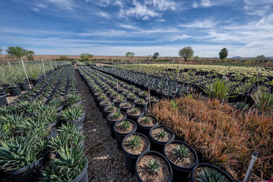 Rows of potted plants at an outdoor nursery under a clear blue sky