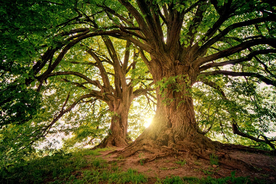 Sunlight filtering through the spreading canopy of mature oak trees
