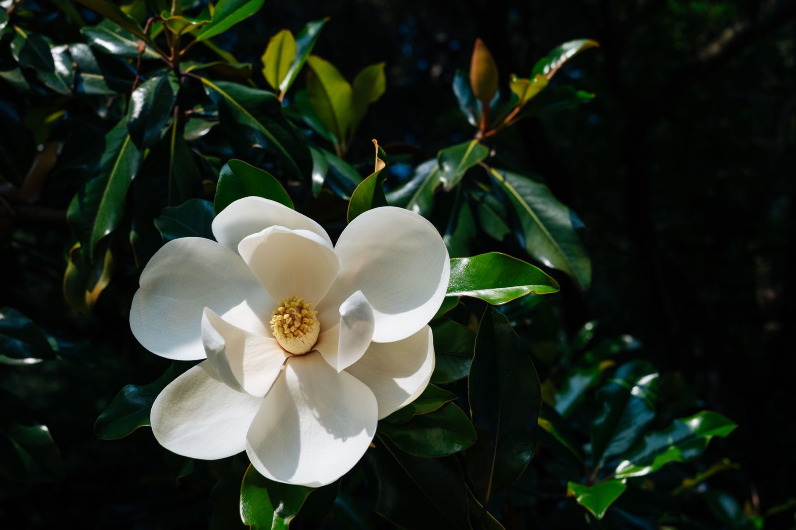 A white Southern magnolia flower against thick, glossy, deer-resistant evergreen leaves