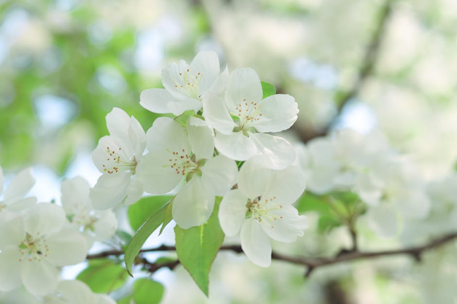 White apple blossoms blooming on a branch in spring sunlight