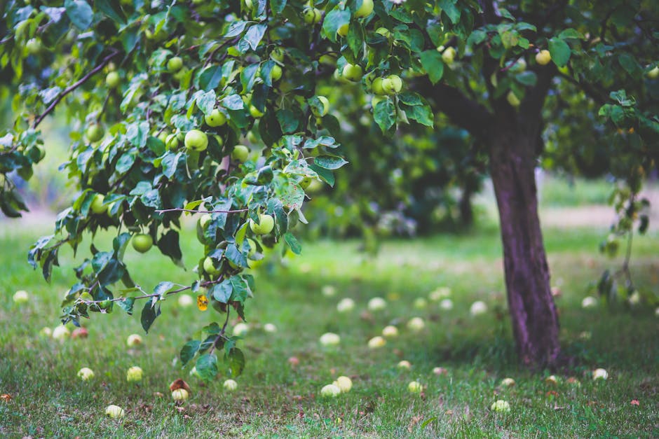 An apple tree loaded with fruit in a garden setting during summer