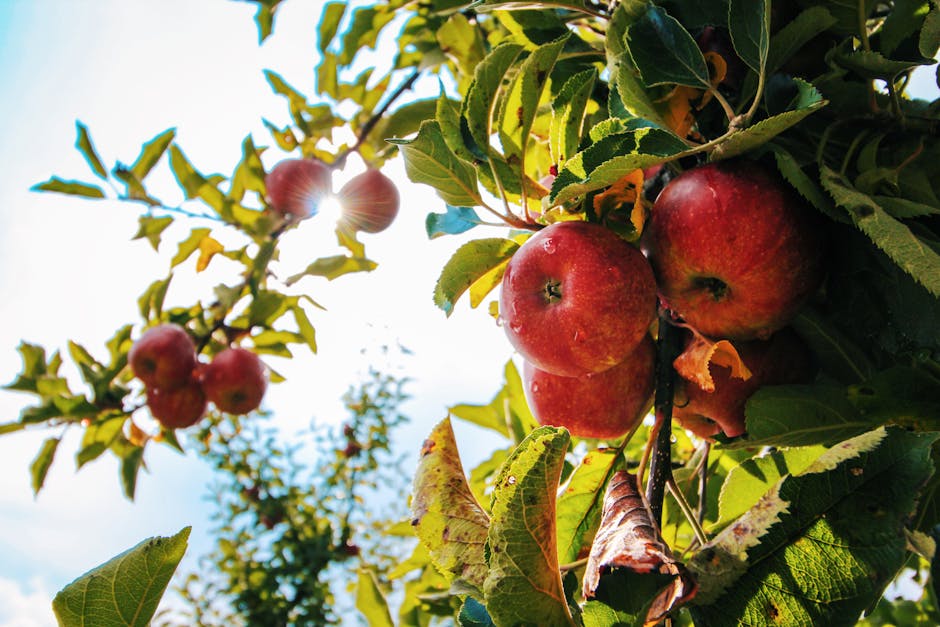 Ripe red apples glistening with dew on a branch in a sunlit orchard