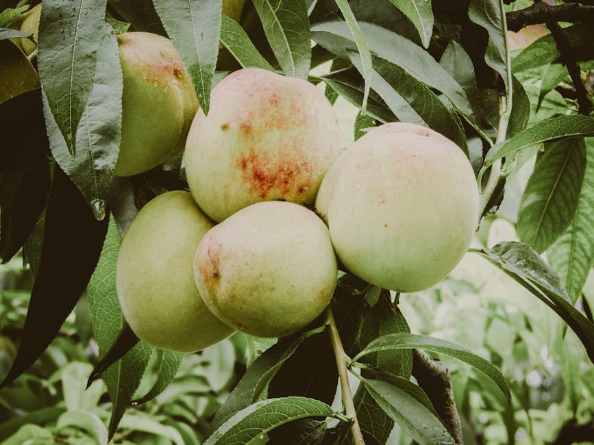 A cluster of peaches ripening on a tree branch ready for harvest