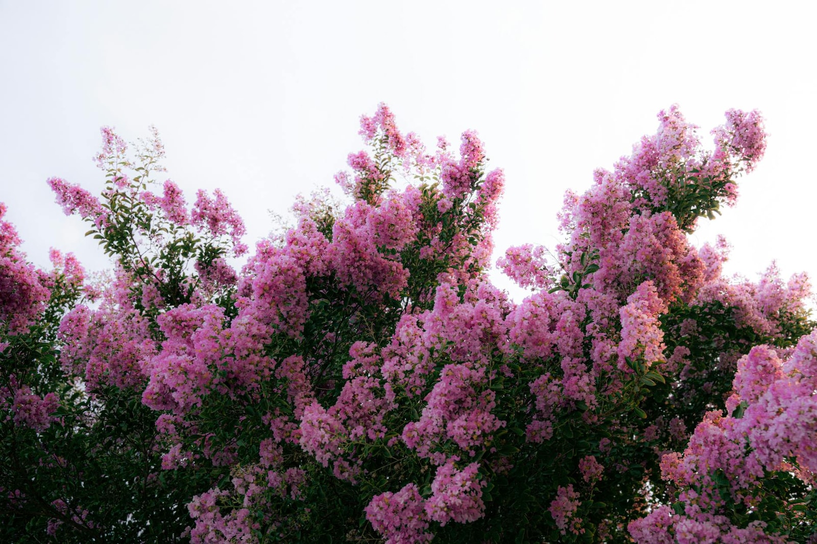 Vibrant pink crape myrtle flowers in full bloom against a clear blue sky