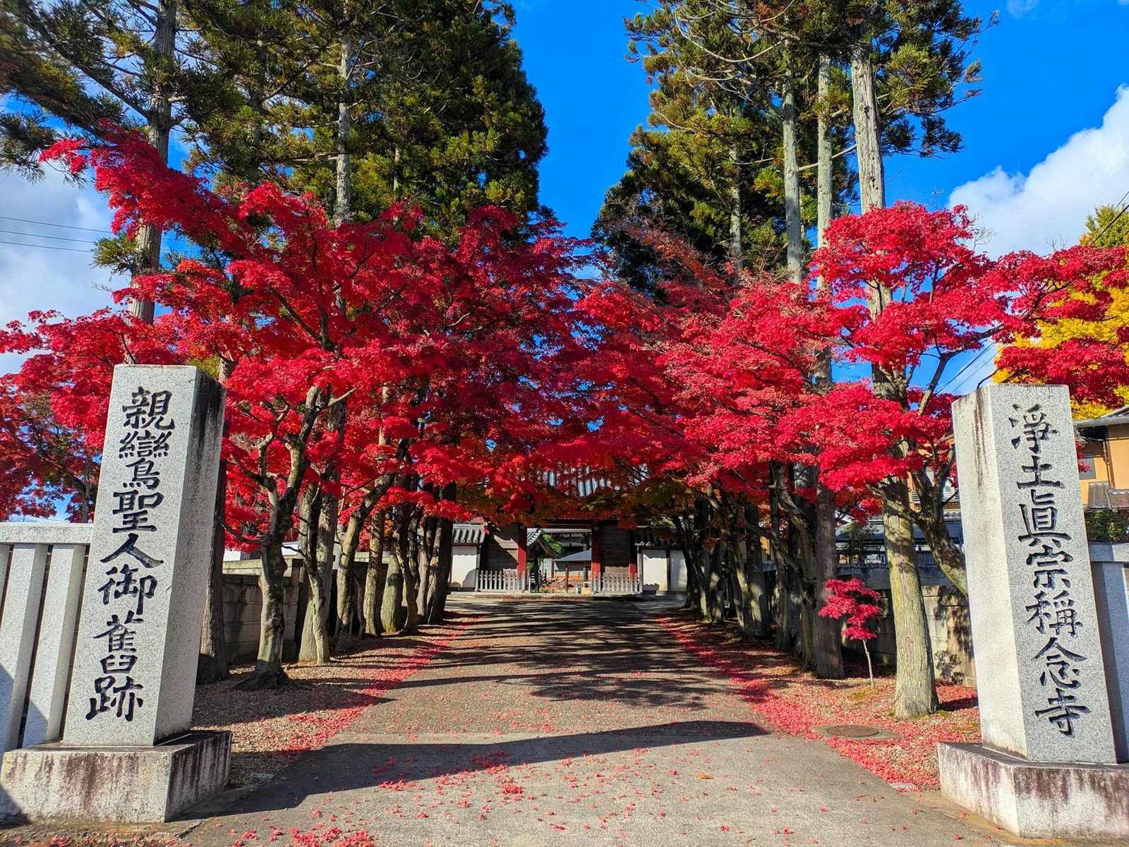 Japanese maple trees with vibrant red autumn foliage in a garden setting