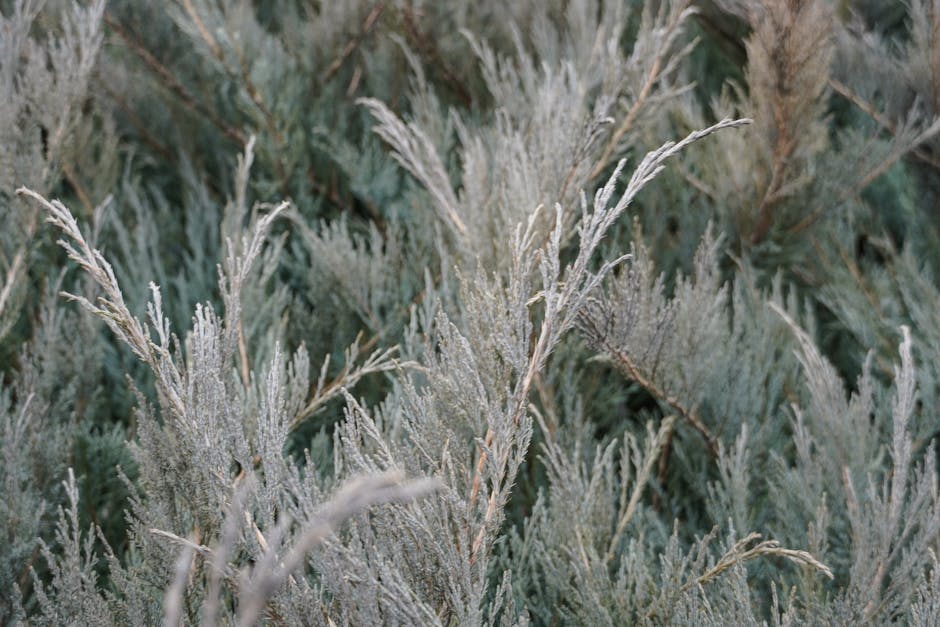 Lush green conifer branches showing vibrant natural texture and healthy evergreen foliage
