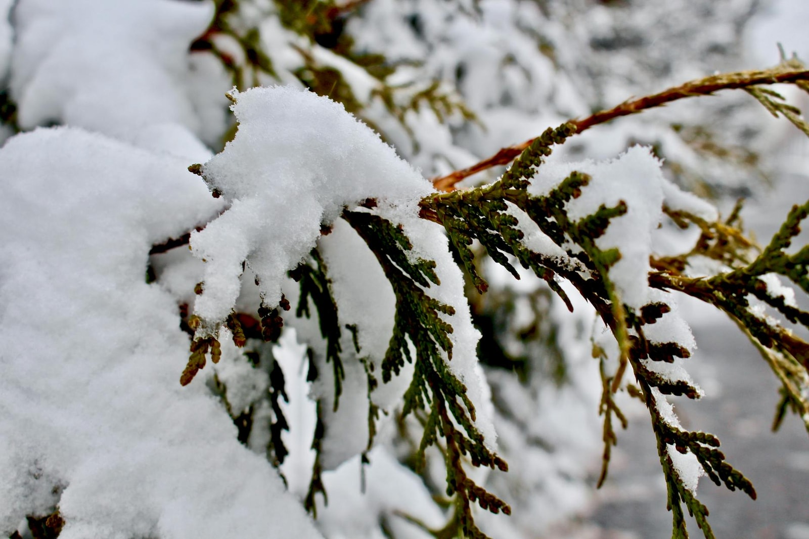 Evergreen branch covered in fresh snow showing the weight of winter precipitation on foliage