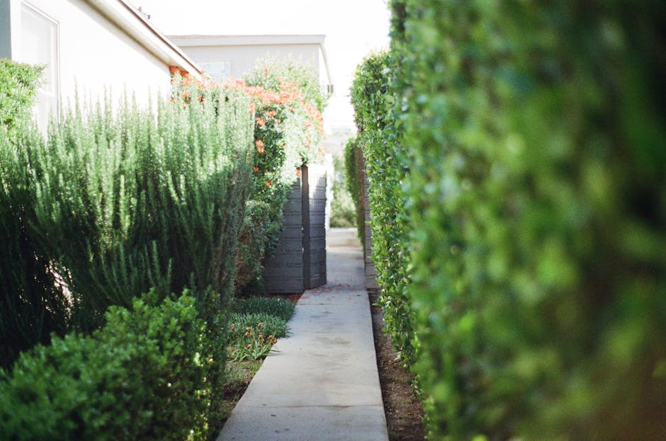 Dense hedge of arborvitae trees along a garden pathway creating a green wall of privacy