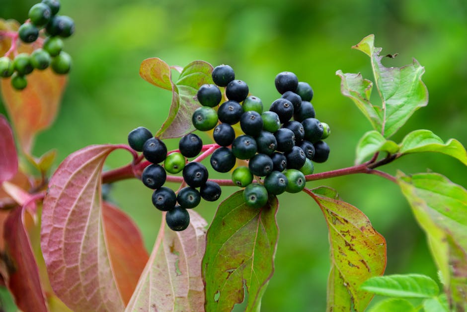 Ripe and unripe dogwood berries nestled among colorful autumn leaves