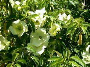 Creamy white Evergreen Dogwood bracts in full bloom