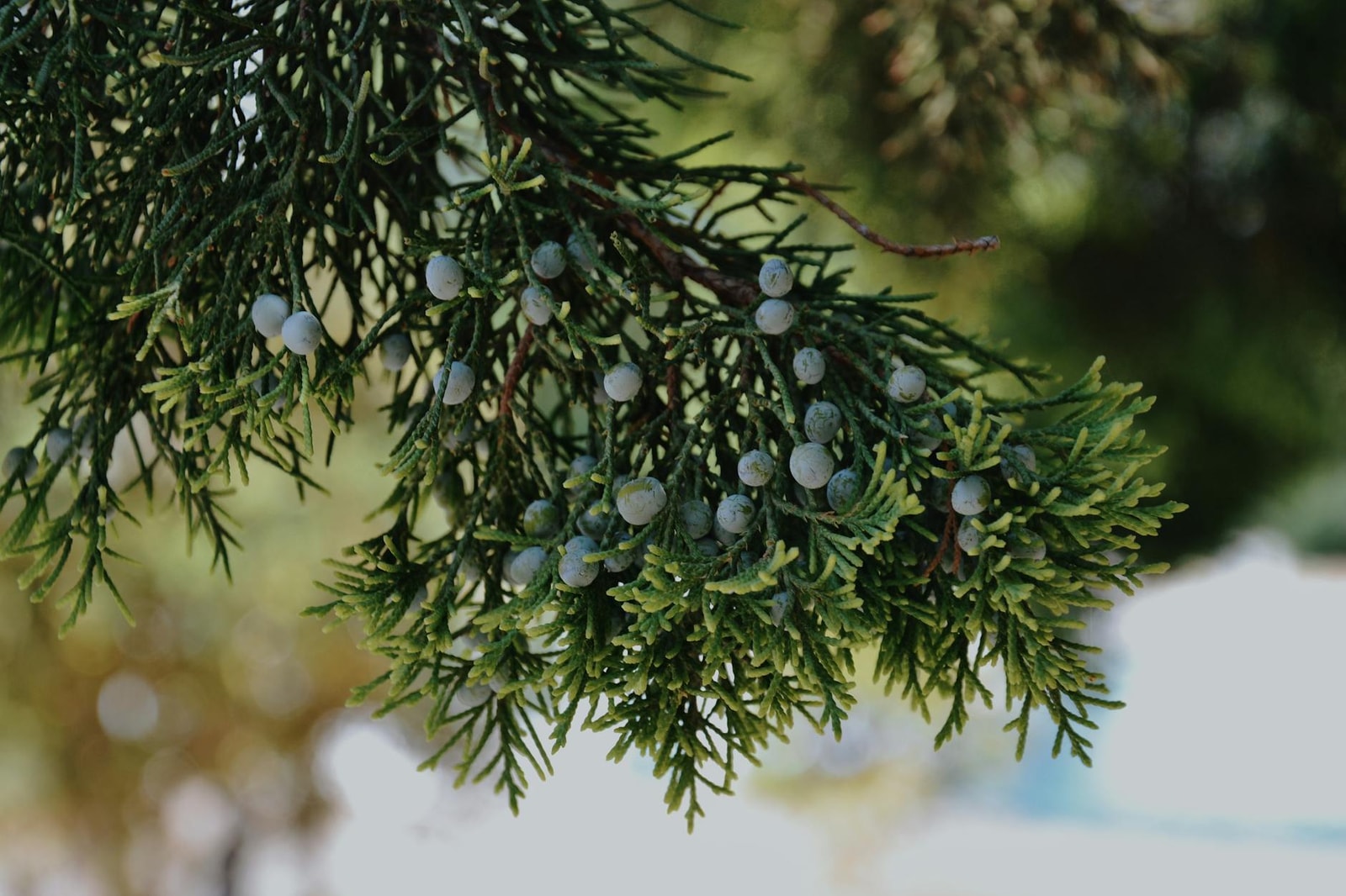 Juniper branch with clusters of mature blue-gray berries among green foliage