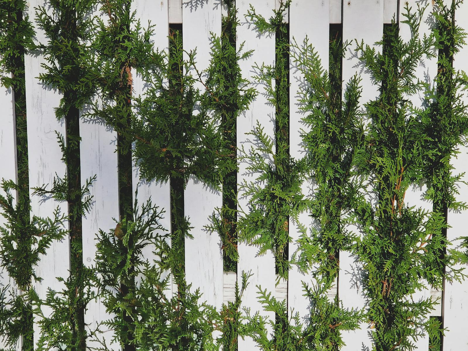 Evergreen conifer branches growing through and around a white picket fence showing natural screening