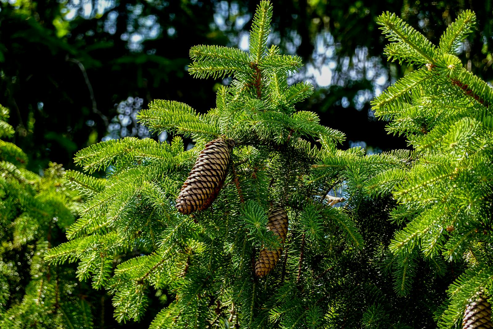 Norway spruce branch with hanging cones and rich green needles in sunlight