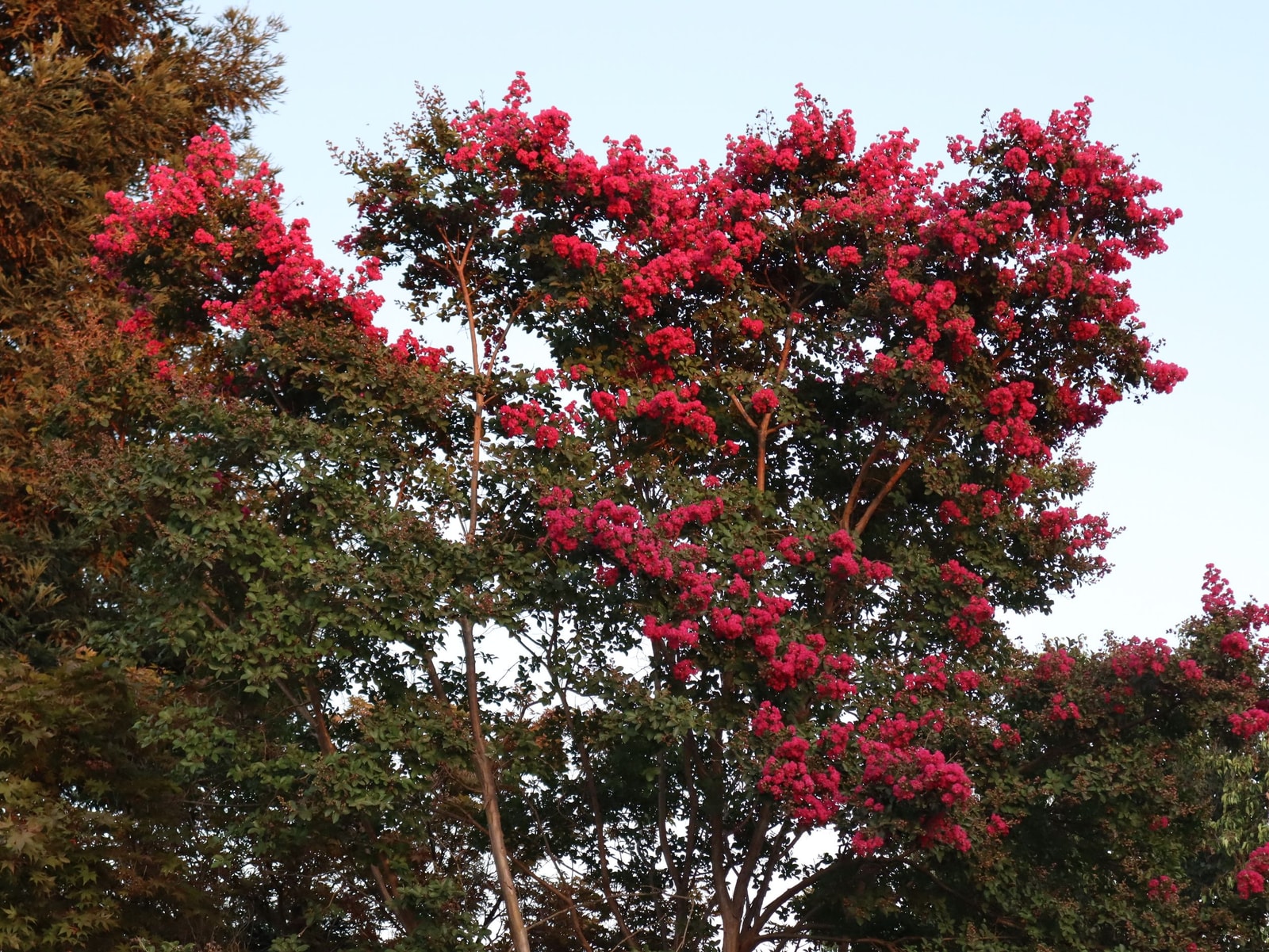 A crape myrtle tree in full summer bloom, the fastest worry-free flowering tree