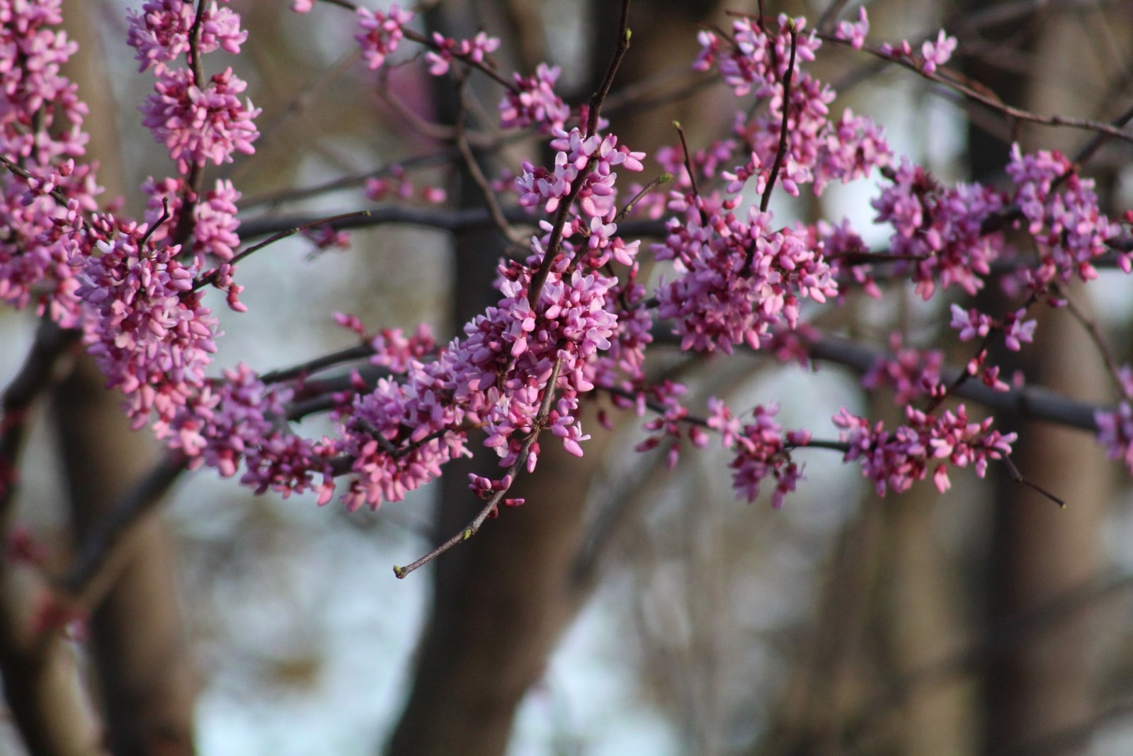 Pink eastern redbud blossoms blooming on bare spring branches