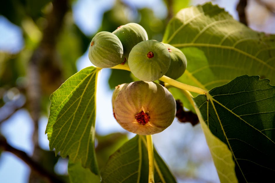 Ripe fig fruit growing on a fig tree branch